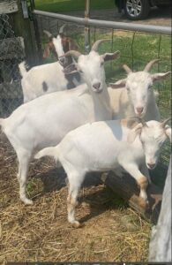 pygmy goats for sale