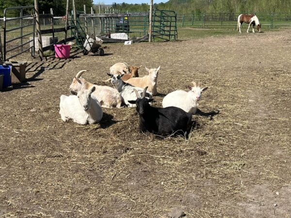 Nigerian Dwarf Goats for sale