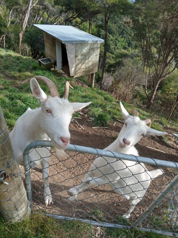 Saanen Goats for Sale