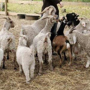 Angora Goats for Sale