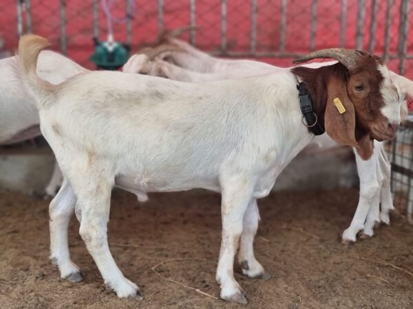Boer goats for sale
