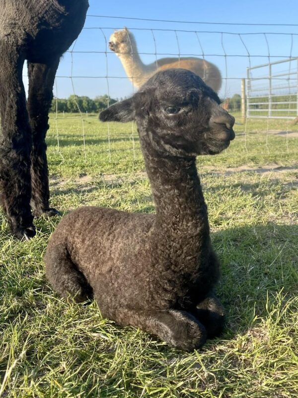 baby alpaca for sale