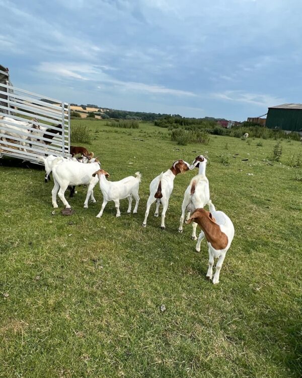 Boer goat for sale