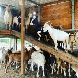 Kiko Goats for Sale