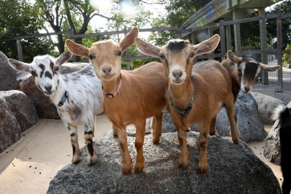 Nigerian Dwarf Goat For Sale