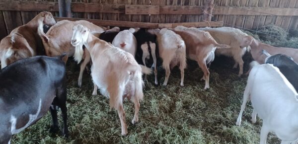 Nubian Goats for Sale