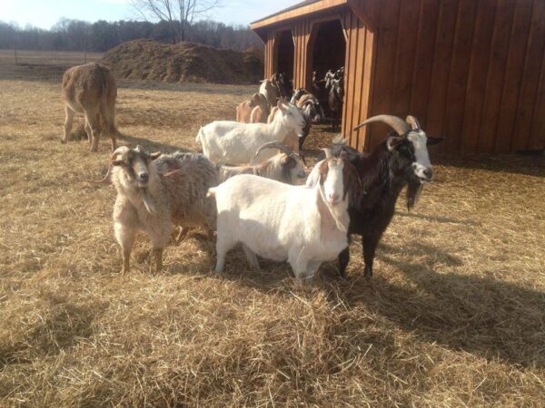 Pygmy Goats For Sale