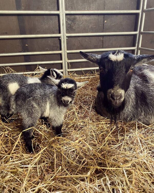 Pygmy Goats For Sale
