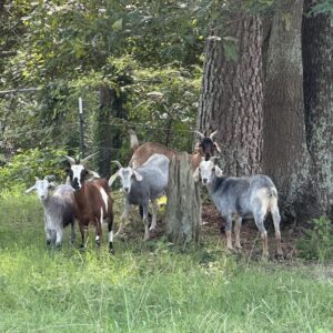 Spanish Goats For Sale