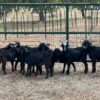 Spanish Goats For Sale